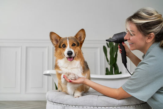 10 Essential Pet Grooming Tips